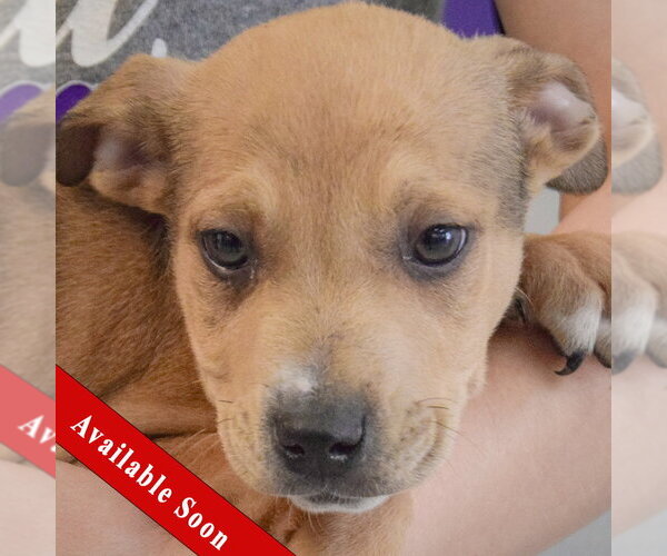 Medium Photo #1 Jack Russell Terrier-Unknown Mix Puppy For Sale in Huntley, IL, USA