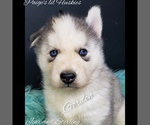Small Photo #32 Siberian Husky Puppy For Sale in BLOOMFIELD, IN, USA