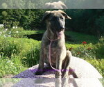 Small #5 German Shepherd Dog