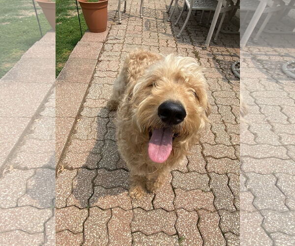 Medium Photo #2 Goldendoodle Puppy For Sale in Hillsboro, MO, USA