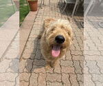 Small #1 Goldendoodle