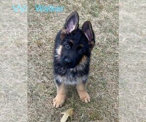 German Shepherd Dog Puppy for Sale in SUMMIT POINT, West Virginia USA