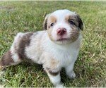 Small #14 Miniature Australian Shepherd
