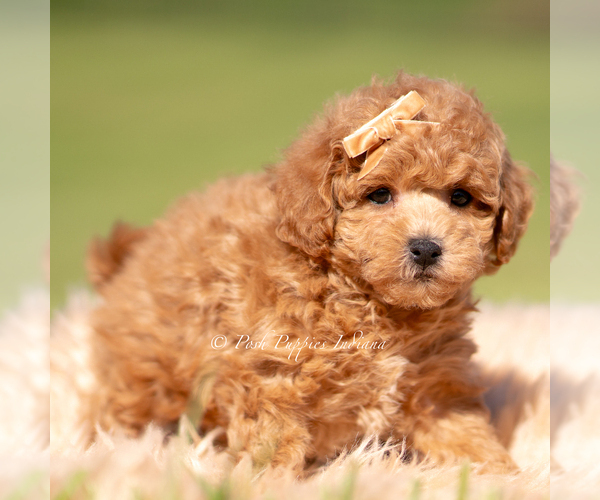 Medium Photo #82 Maltipoo (Miniature) Puppy For Sale in WARSAW, IN, USA