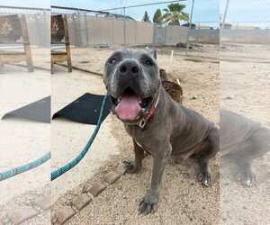 Mastiff Dogs for adoption in Goodyear, AZ, USA
