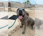 Maximus - REDUCED ADOPTION DONATION - Male Mastiff Dog for Adoption - Small photo