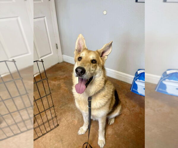 Medium Photo #2 German Shepherd Dog-Unknown Mix Puppy For Sale in Bolivar, MO, USA