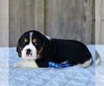 Small Photo #1 Beaglier Puppy For Sale in PRESTON, MD, USA
