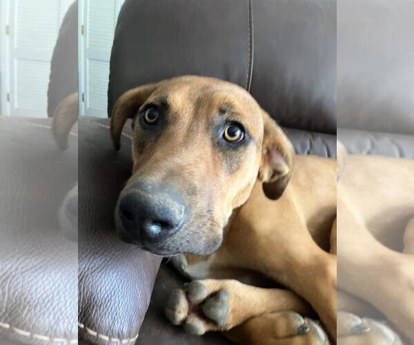 Medium Photo #2 Mutt Puppy For Sale in Germantown, OH, USA