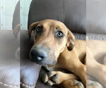 Small #1 Mutt