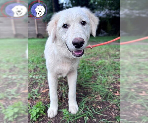 Medium Photo #4 Great Pyrenees Puppy For Sale in Spring, TX, USA