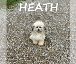 Shih-Poo Puppy for sale in HARTLAND, MN, USA