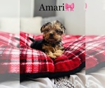 Small Photo #20 Yorkshire Terrier Puppy For Sale in COOKEVILLE, TN, USA