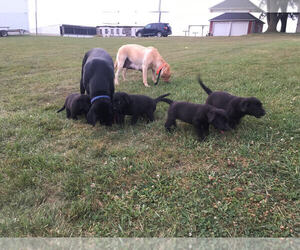 Labrador Retriever Puppy for sale in MARIA STEIN, OH, USA