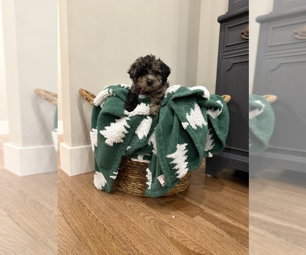 Medium Photo #1 Poodle (Miniature) Puppy For Sale in CENTRALIA, IL, USA