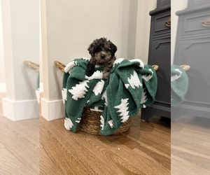 Poodle (Miniature) Puppy for Sale in CENTRALIA, Illinois USA