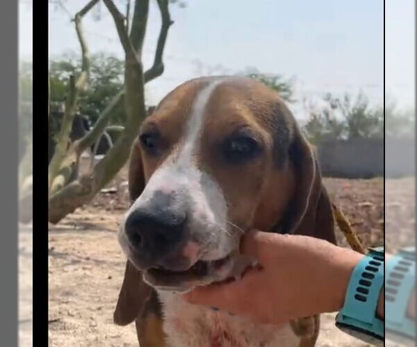 Medium Photo #12 Beagle Puppy For Sale in Las Vegas, NV, USA