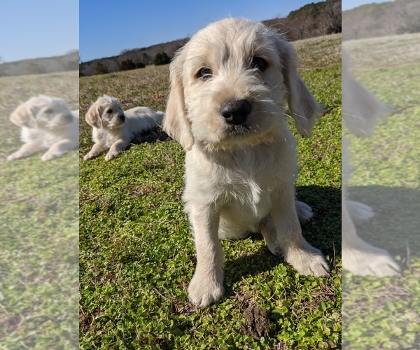 Medium Photo #1 Labradoodle Puppy For Sale in BAHAMA, NC, USA