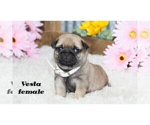 Pug Puppy for Sale in CLARE, Michigan USA