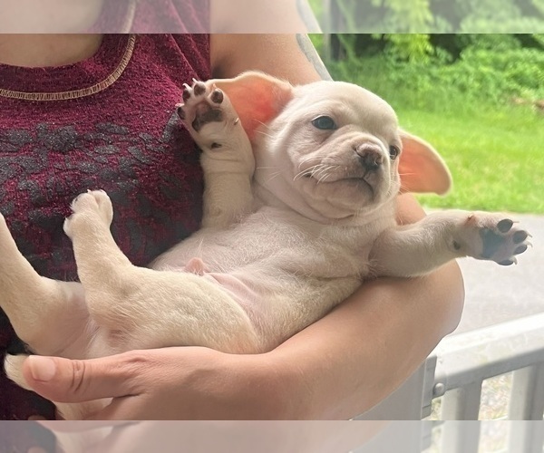 Medium Photo #84 French Bullhuahua Puppy For Sale in SPRAGGS, PA, USA