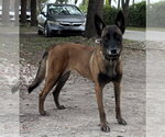 Small Photo #4 Mutt Puppy For Sale in Imlay City, MI, USA
