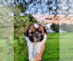 Small Photo #3 Shih Tzu Puppy For Sale in DISPUTANTA, VA, USA