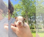 Small #10 Boston Terrier