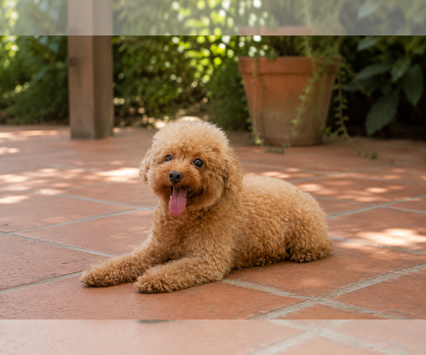 Medium Photo #1 Poodle (Toy) Puppy For Sale in HOMESTEAD, FL, USA