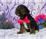 Small Photo #2 YorkiePoo Puppy For Sale in LANCASTER, PA, USA