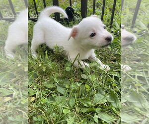 Mutt Dogs for adoption in Aurora, IN, USA