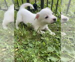 Small Mutt