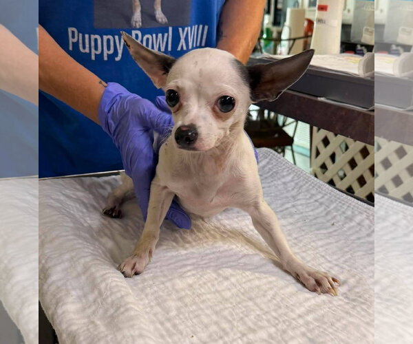 Medium Photo #1 Chihuahua Puppy For Sale in Benton, LA, USA