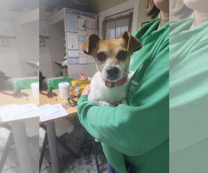 Chiweenie Dogs for adoption in Linton, IN, USA