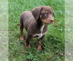 Small #2 Dachshund Mix
