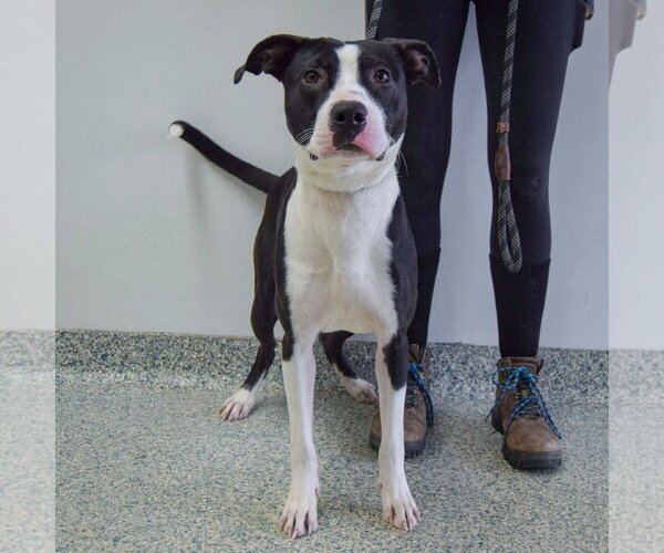 Medium Photo #7 American Staffordshire Terrier-Border Collie Mix Puppy For Sale in Huntley, IL, USA