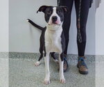 Small #6 American Staffordshire Terrier-Border Collie Mix