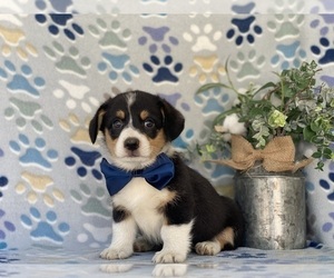 Pembroke Welsh Corgi Puppy for sale in LANCASTER, PA, USA