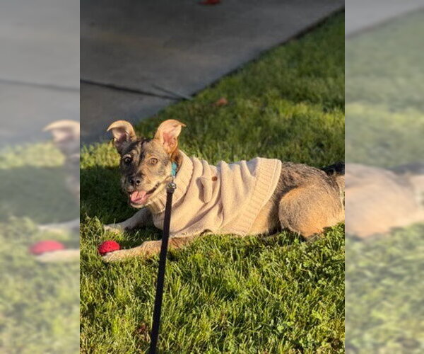 Medium Photo #1 Border Terrier-Chihuahua Mix Puppy For Sale in San Diego, CA, USA