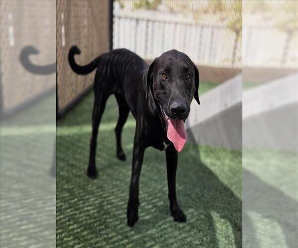 Medium Photo #2 Labrador Retriever-Unknown Mix Puppy For Sale in Norco, CA, USA