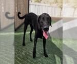 Small #1 Labrador Retriever Mix