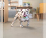 Small #2 Bulldog
