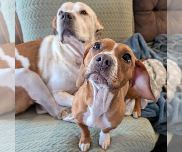 Medium Photo #3  Puppy For Sale in , 