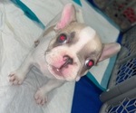 Small #12 French Bulldog