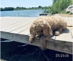 Small Photo #19 Goldendoodle Puppy For Sale in ALLENDALE, MI, USA