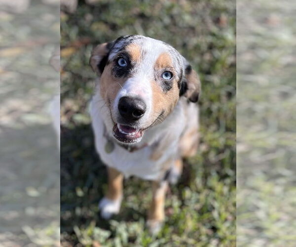 Medium Photo #1 Australian Shepherd-Unknown Mix Puppy For Sale in Fort Worth, TX, USA