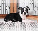 Small Photo #1 Boston Terrier Puppy For Sale in NAPLES, FL, USA