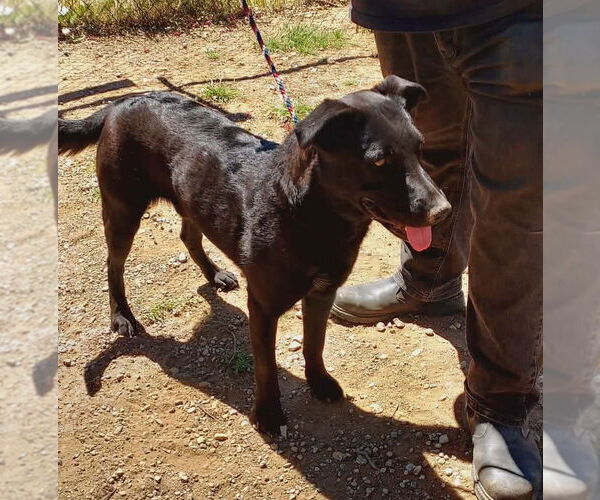 Medium Photo #5 Labrador Retriever-Unknown Mix Puppy For Sale in San Diego, CA, USA