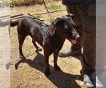 Small #4 Labrador Retriever Mix