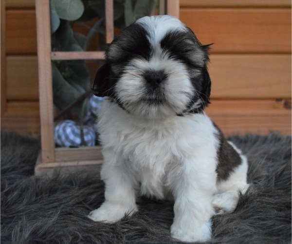 Medium Photo #1 Shih Tzu Puppy For Sale in HONEY BROOK, PA, USA