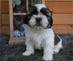 Small Photo #1 Shih Tzu Puppy For Sale in HONEY BROOK, PA, USA